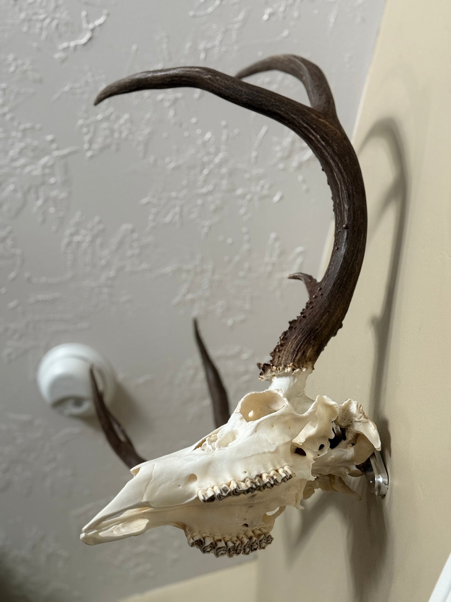 European Skull Mounting System