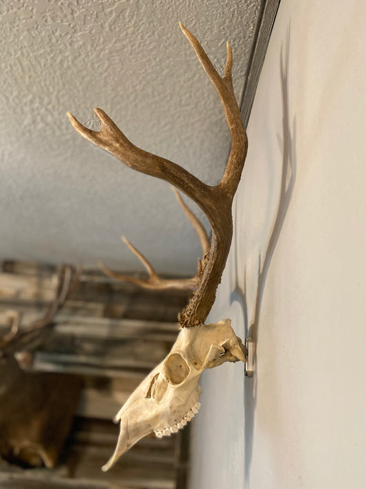 European Skull Mounting System